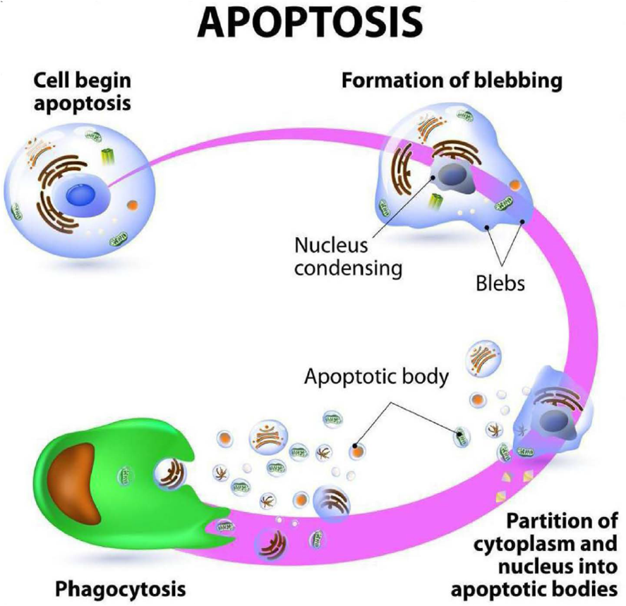 Efeito redutor de gordura