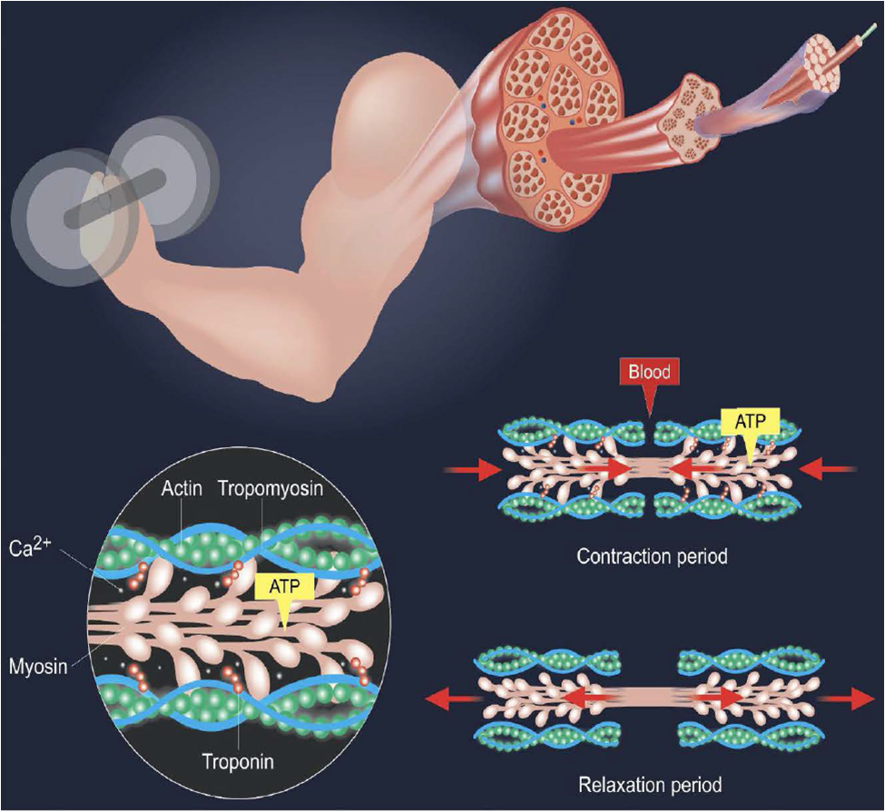 Efeito de aumento muscular